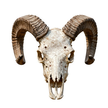 Ram skull with large curved horns isolated on white background