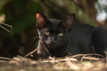 Black cat with striking green eyes lying resting outdoors among dry branches in peaceful natural daylight © Nguyen Tuan