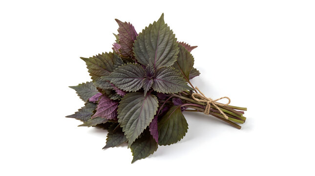 Fresh purple perilla leaves tied in a bunch, organic red shiso herb isolated on white background for culinary and herbal use