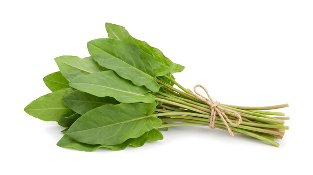 Freshly picked bunch of vibrant green sorrel leaves tied with natural twine, ready for culinary use as a versatile herb or vegetable, isolated on a clean white background