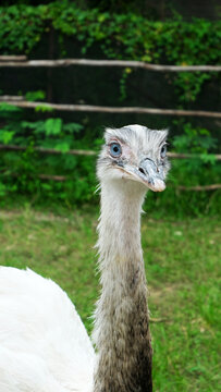 white ostrich nandu known as Greater rhea (Rhea americana) is a flightless bird found in eastern South America. Greater Rhea from South America also called American Rhea or Nandu - Latin