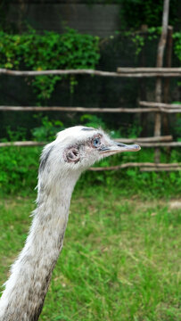 white ostrich nandu known as Greater rhea (Rhea americana) is a flightless bird found in eastern South America. Greater Rhea from South America also called American Rhea or Nandu - Latin