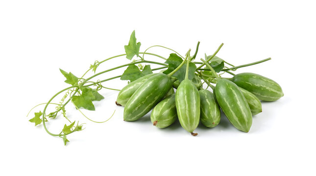Fresh Ivy Gourd Coccinia Grandis Tindora Vegetables with Green Leaves on White Background