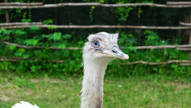 white ostrich nandu known as Greater rhea (Rhea americana) is a flightless bird found in eastern South America. Greater Rhea from South America also called American Rhea or Nandu - Latin