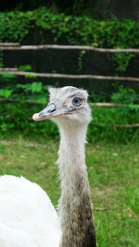 white ostrich nandu known as Greater rhea (Rhea americana) is a flightless bird found in eastern South America. Greater Rhea from South America also called American Rhea or Nandu - Latin
