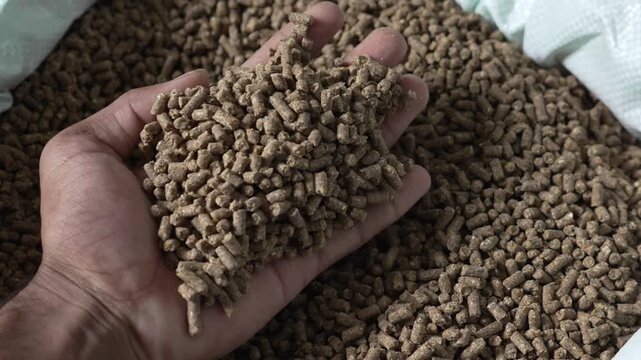 Farmer holding animal feed pellets or cattle feed grain in hand inside a bag