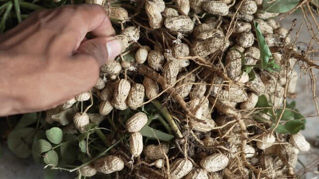 Farmer holding freshly harvested raw peanuts with roots and pods in agricultural farm