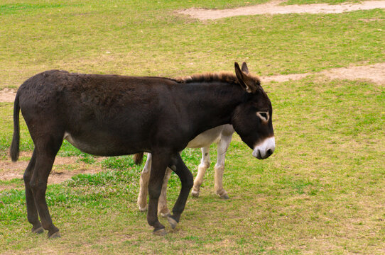 Domestic Donkeys Walking On Farm Dirt