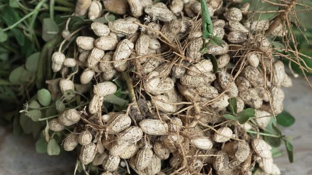 Close up of freshly harvested peanut plants with roots and soil in a bunch