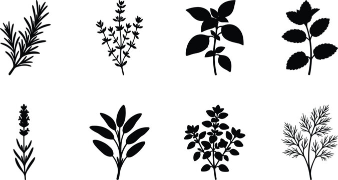 Set of fresh culinary herb silhouettes including rosemary basil mint and thyme for cooking and organic food design