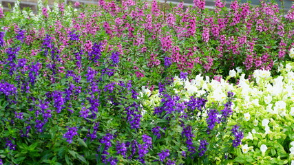 Obraz premium field of purple and white flowers