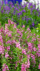Fototapeta premium pink flowers in the garden