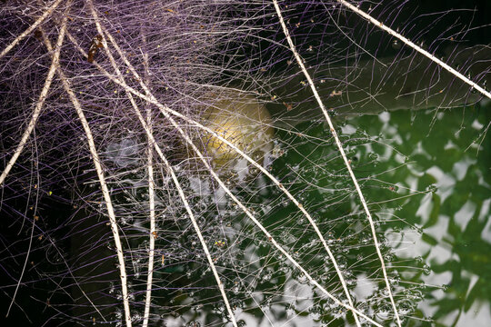 The extensive growth of tree roots inside a water storage tank may contribute to contamination and compromise the cleanliness of the tank.