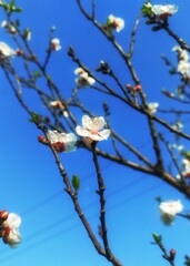 Beautiful White Blossoms on Tree Branches Against a Clear Blue Sky © Jazlan