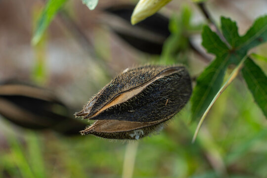 Macro of dried hairy seed pod splitting open on wild plant