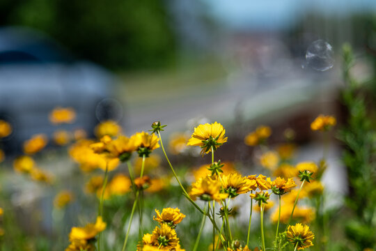 Yellow wildflowers growing alongside roadside with shallow depth
