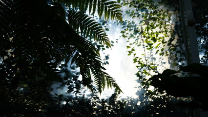 Upward view of fern fronds and leafy branches framing a bright sky © Polens