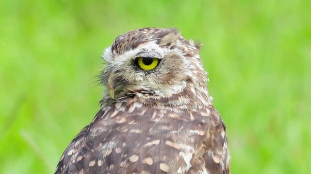 Burrowing owl close up with yellow eyes, wild bird of prey in green field, majestic raptor portrait in nature