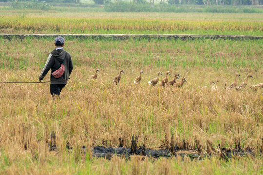 Duck herder guiding flock of brown domestic ducks across harvested rice field in rural countryside