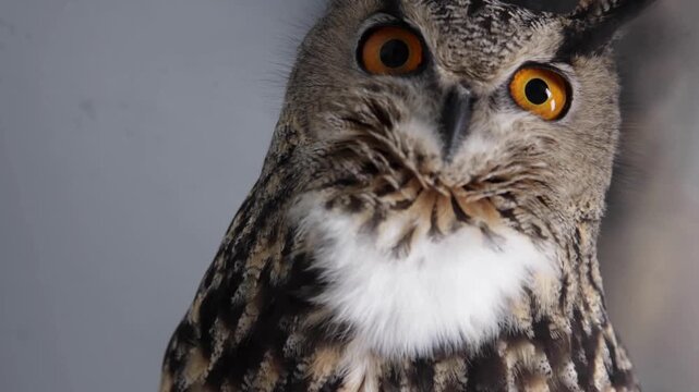 Majestic Eurasian eagle owl with orange eyes. Close-up portrait of a wild owl bird of prey. Detailed feathers of a nocturnal raptor.