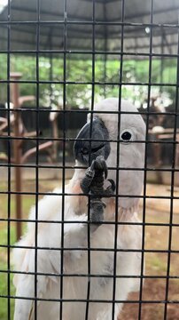 white cockatoo perched behind wire mesh enclosure, gripping the cage with its claw. close-up view of the parrot's head and feathers, showing captivity in an outdoor zoo or aviary setting
