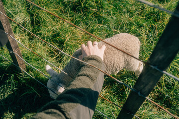 Sheep grazing in a green pasture, Auckland, New Zealand © Daria