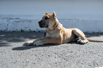 Abstract background with a powerful fawn Alano Espanol dog lying down. Spanish Alano guard dog representing safety and protection concept. © alan