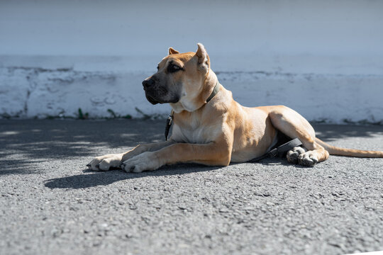 Abstract background with a powerful fawn Alano Espanol dog lying down. Spanish Alano guard dog representing safety and protection concept.
