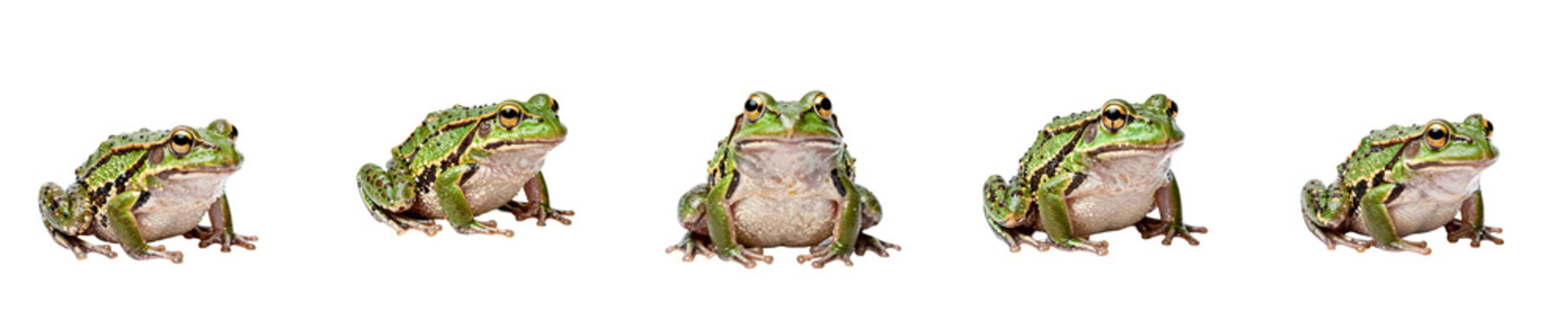 Five green frogs are sitting on a black background looking at the camera