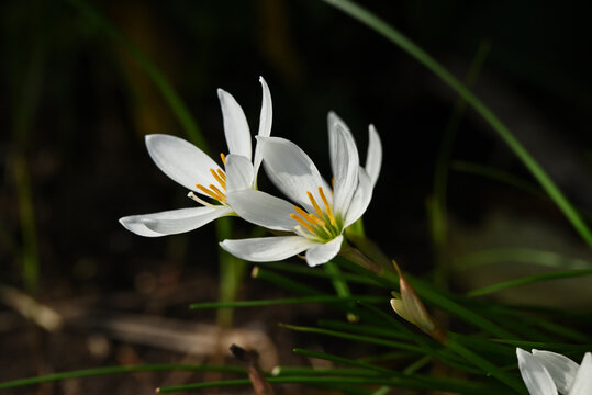 タマスダレの花