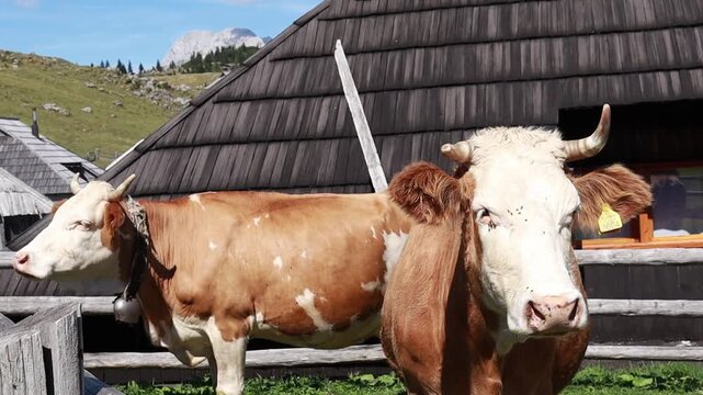 Cows standing near traditional wooden mountain hut in pasture