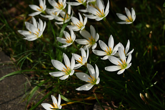 タマスダレの花