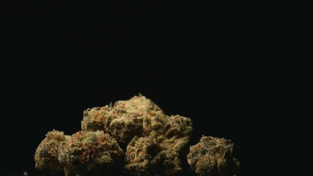 Marijuana cannabis sativa or indica, rotating against a black background.