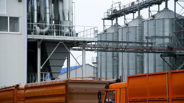 Orange grain trucks against the background of large metal silos and grain storage tanks at a grain processing plant. Grain carriers and metal silos are part of a large grain processing complex.