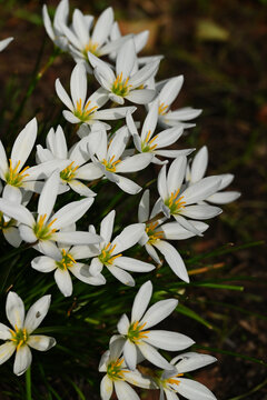 タマスダレの花