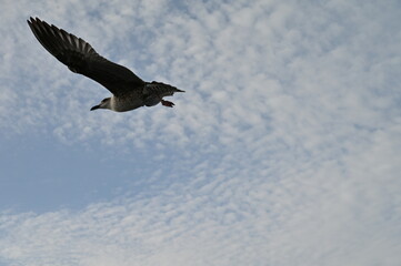 Obraz premium A seagull spreads it's wings against the wind along the coasline.