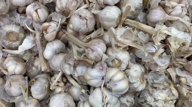 Close up view of raw garlic bulbs with dried husks