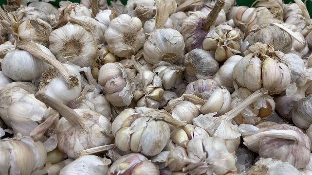 Close up view of raw organic red garlic bulbs pile