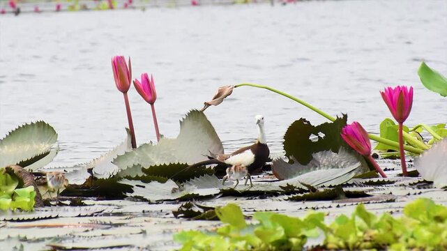 A little family of Pheasant tailed Jacana with its new born chicks are wandering through a dreamlike lake of pink water Lilies in Nature.