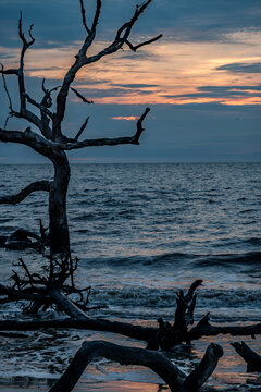 Sunrise and dramatic clouds illuminating the weathered driftwood trees along the shore at Driftwood Beach on Jekyll Island in Georgia