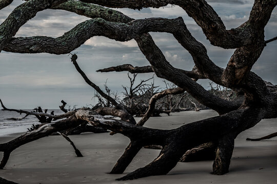 Intricate weathered tree branches and tide washing over the sandy shore at Driftwood Beach on Jekyll Island in Georgia