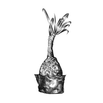 Caudex drawing illustration in jpg format 