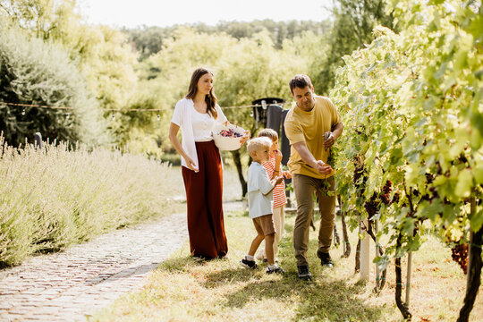 Harvesting grapes in a sunny vineyard with family enjoying the day