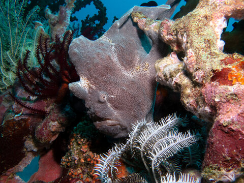 A Grey Frogfish camouflaged on corals Boracay Island Philippines