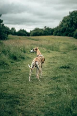 Alert Brindle Whippet Dog Standing on Dirt Path in Countryside Outdoors © miketea88