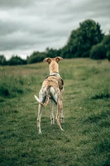 Alert Brindle Whippet Dog Standing on Dirt Path in Countryside Outdoors © miketea88