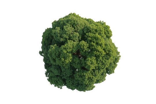 Dense green tree crown top view