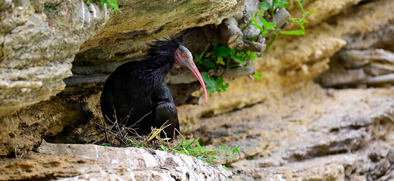 Waldrapp auf dem Nest in spanischer Brutkolonie // Northern bald ibis nesting in spanish bird colony (Geronticus eremita) - Vejer de la Frontera, Andalusien, Spanien