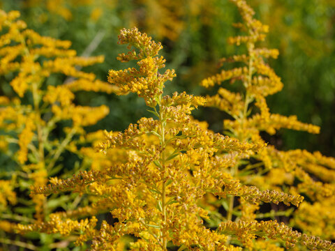 Dense stand of invasive goldenrod (Solidago) covered with yellow flowers, showing vigorous spreading vegetation, plant colonization and biodiversity pressure in early autumn.