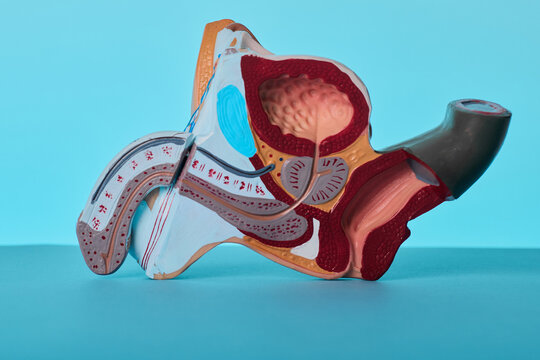 Urology pelvic model on doctor table. Medical consultation of erectile dysfunction and prostate adenoma.